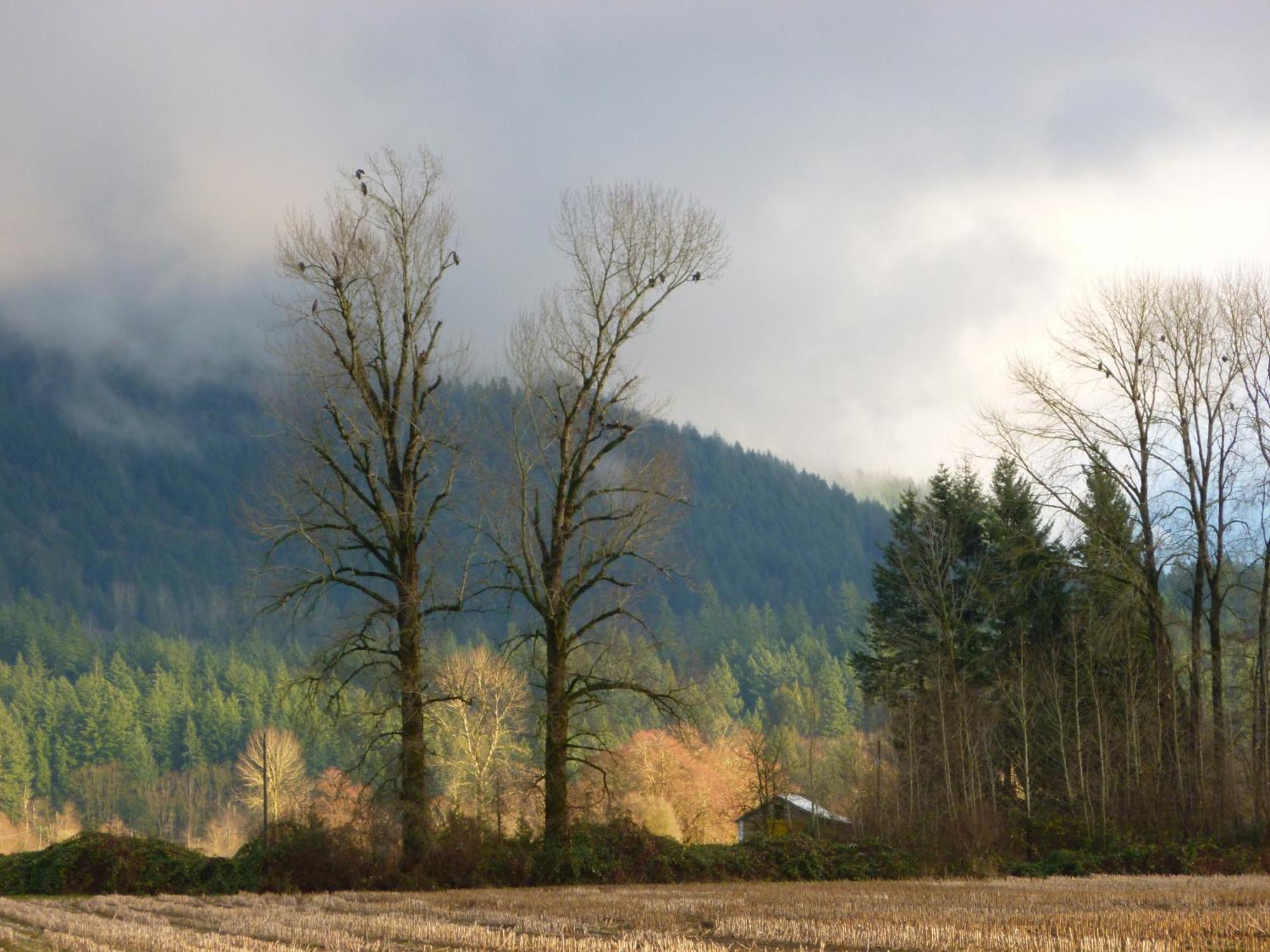 Harrison Hammond House Farmstay Harrison Mills Exterior foto